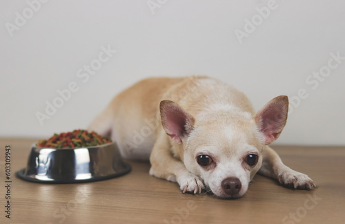 Fototapeta brown Chihuahua dog lying down by the bowl of dog food and ignoring it