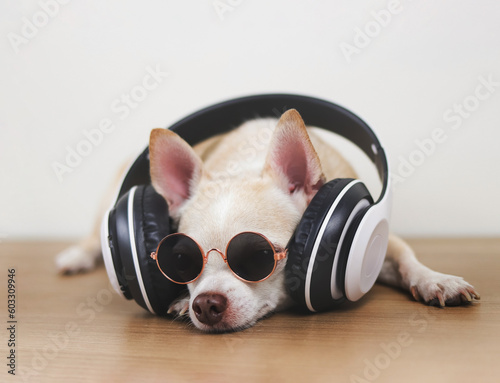  brown chihuahua dog wearing sunglasses and headphones lying down on wooden floor. relaxing time or traveling concept.