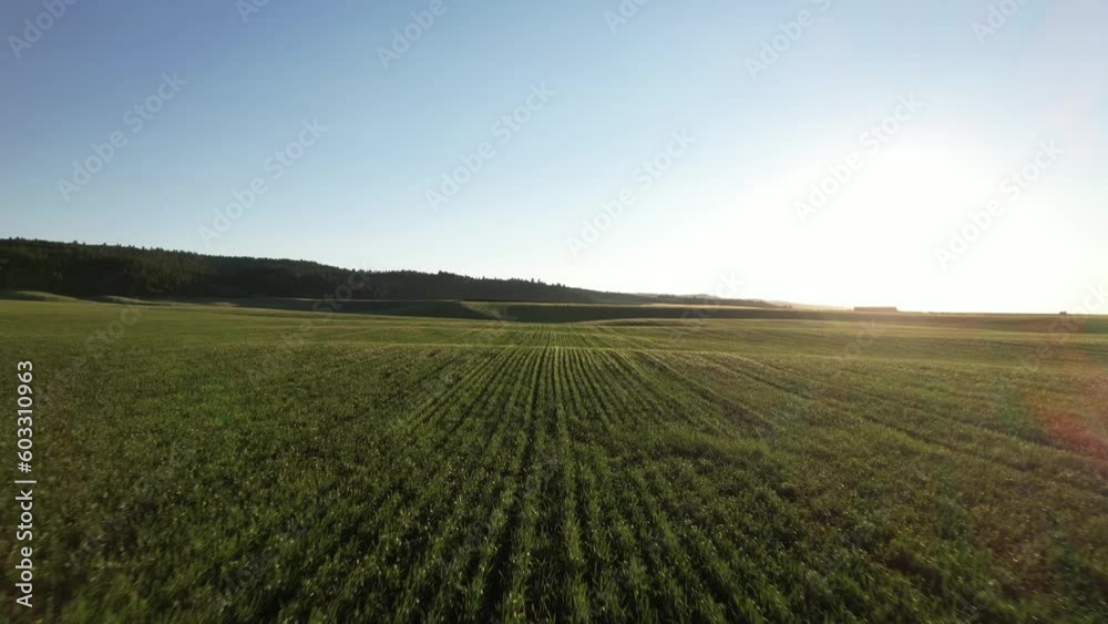 Drone flies low over a green field, parallel with the rows of plants. Drone flies low over a green field, parallel with the rows of plants.