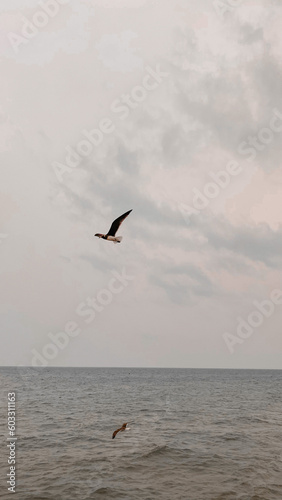 seagull in the sea