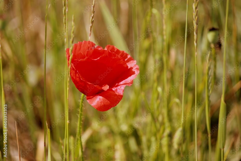 red poppy in a field