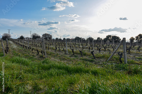 spring vineyard in Ovacik (Cesme, Izmir province, Turkiye)