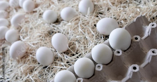 Laying white eggs in a container against the background of eggs in straw