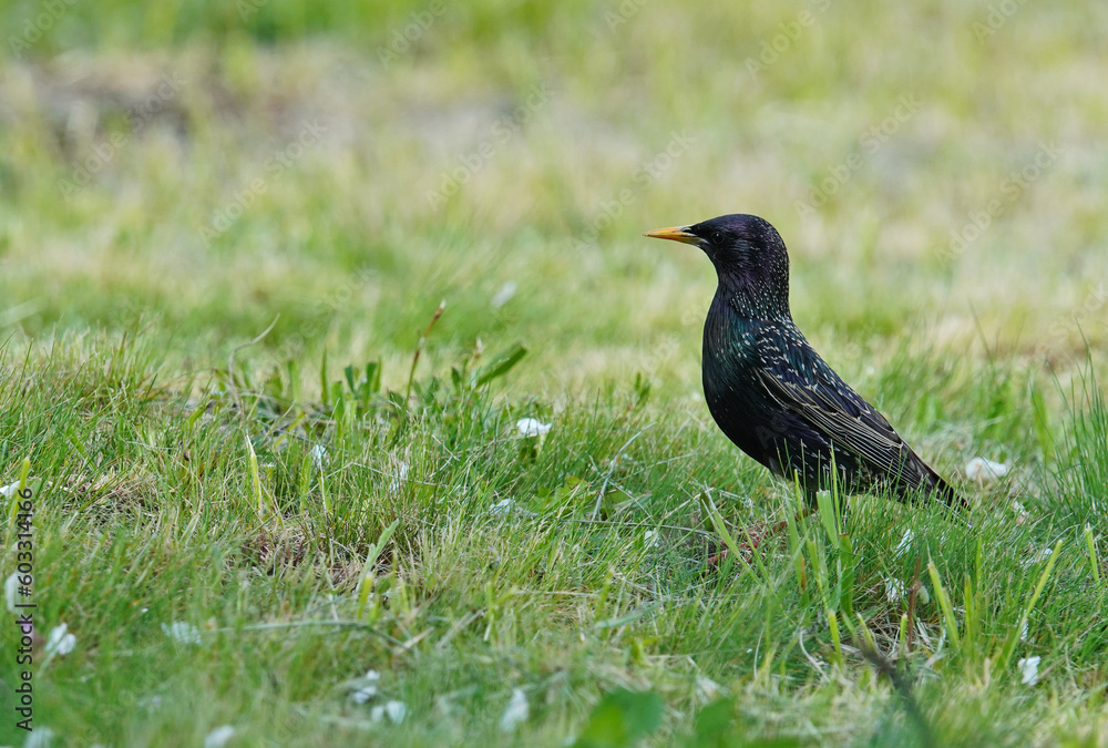 Common Starling at the grass field Common Starling at the grass field