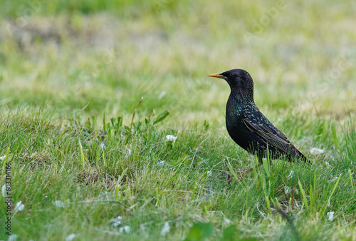 Common Starling at the grass field