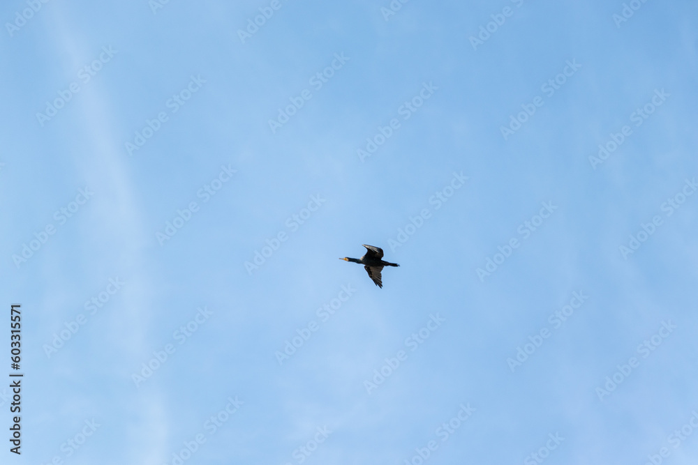 青い空を飛ぶ黒いカワウ
