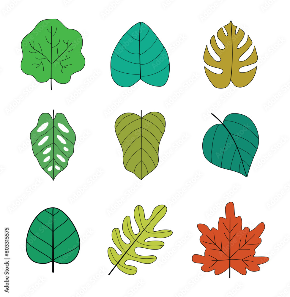 Obraz premium Autumn leaves collection, Isolated on white background, Autumn season botanical graphic elements, Nature decoration, Vector illustration, freehand leaf drawing with outline.