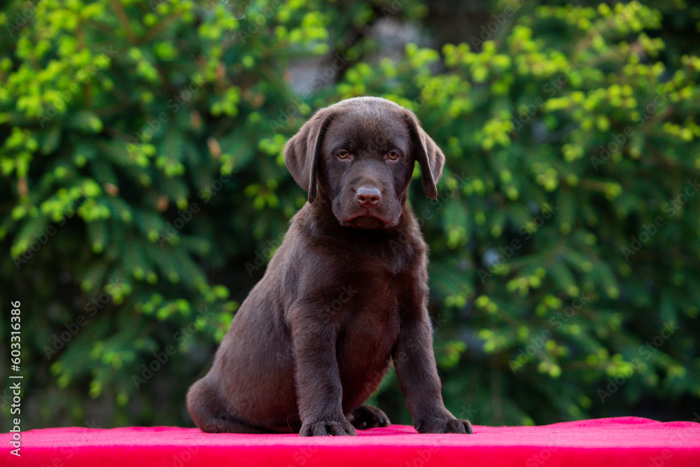 Chocolate puppy labrador retriever on a walk Chocolate puppy labrador retriever on a walk