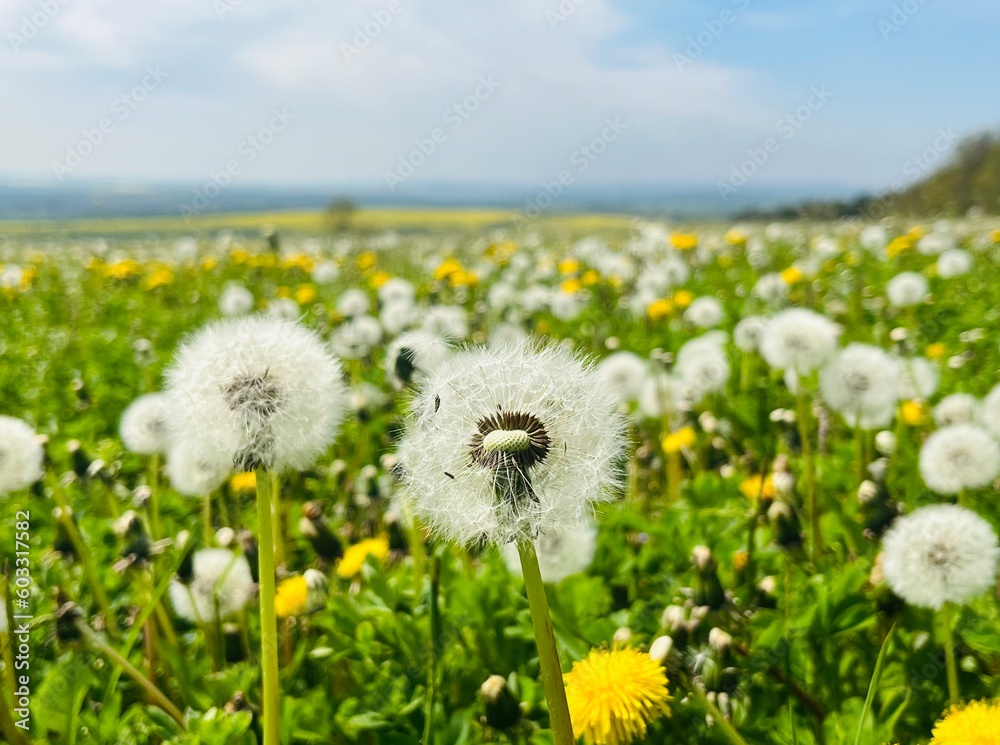 dandelions on a meadow dandelions on a meadow
