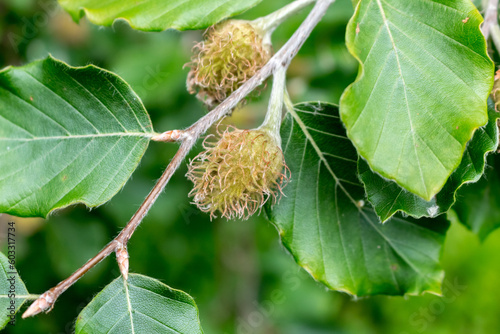 Foto beech nuts