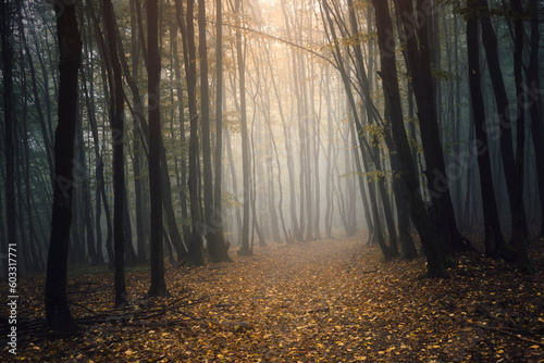 forest road with fallen lea...