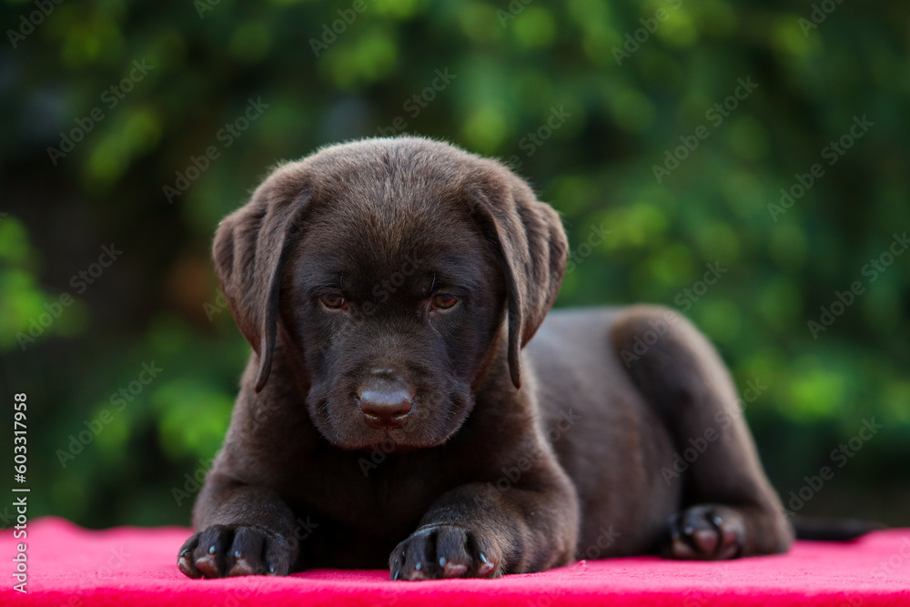 Chocolate puppy labrador retriever on a walk Chocolate puppy labrador retriever on a walk