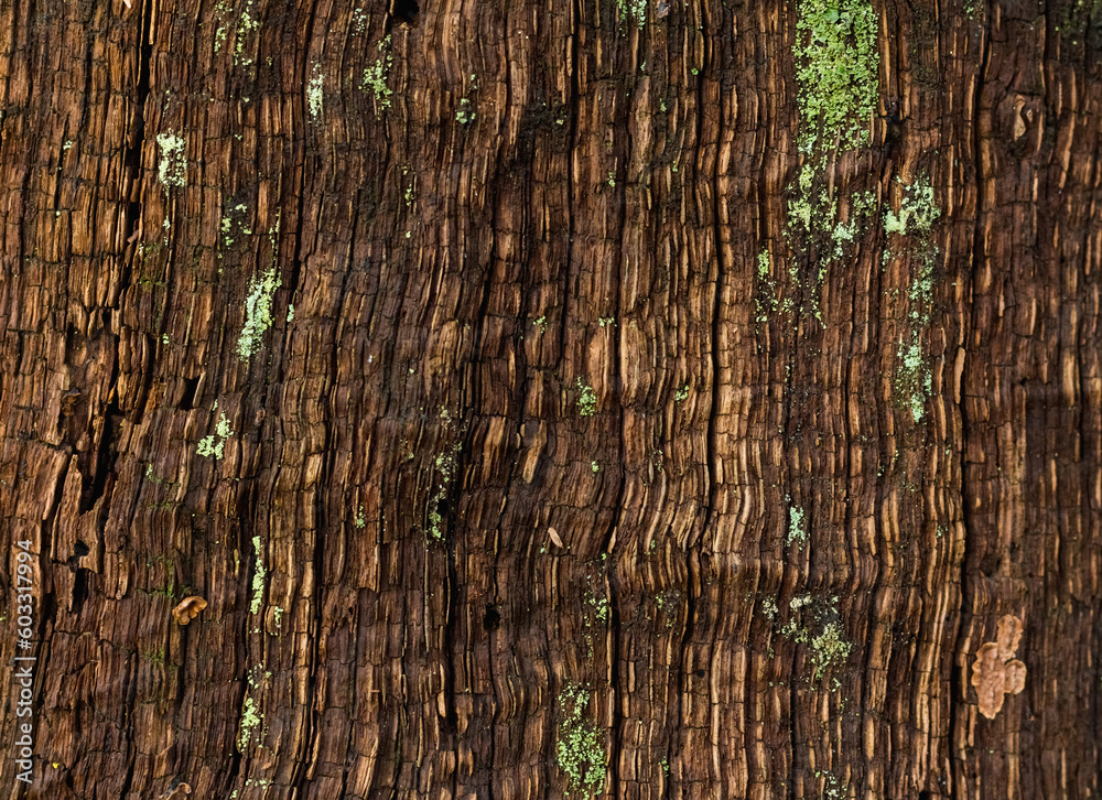 Obraz premium moss on the stump