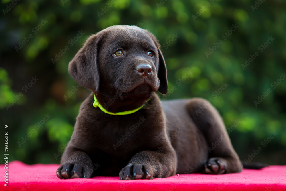 Chocolate puppy labrador retriever on a walk Chocolate puppy labrador retriever on a walk