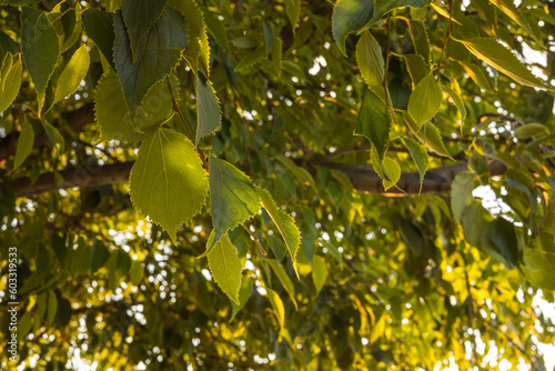 close up green leaves on sunset