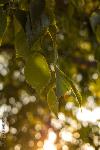 close up green leaves on sunset
