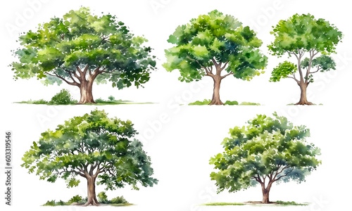 Collection of watercolor green tree isolated on white background. PNGs transparent background. AI Generative.