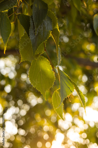 close up green leaves on sunset
