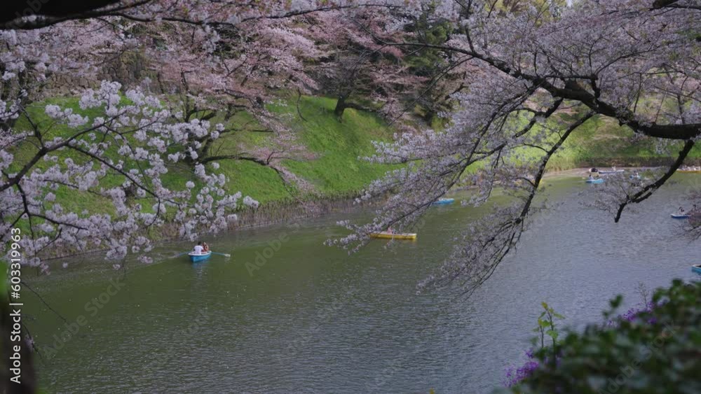 Sakura Blossoms over Tokyo Gardens in Spring, Romantic Japan Scene Sakura Blossoms over Tokyo Gardens in Spring, Romantic Japan Scene