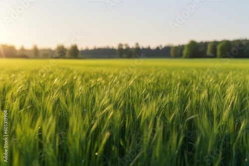 Spring-Summer Landscape: Green Field, Blue Sky, and Sun