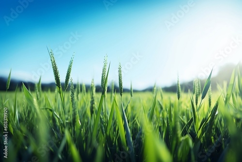 Spring-Summer Landscape: Green Field, Blue Sky, and Sun