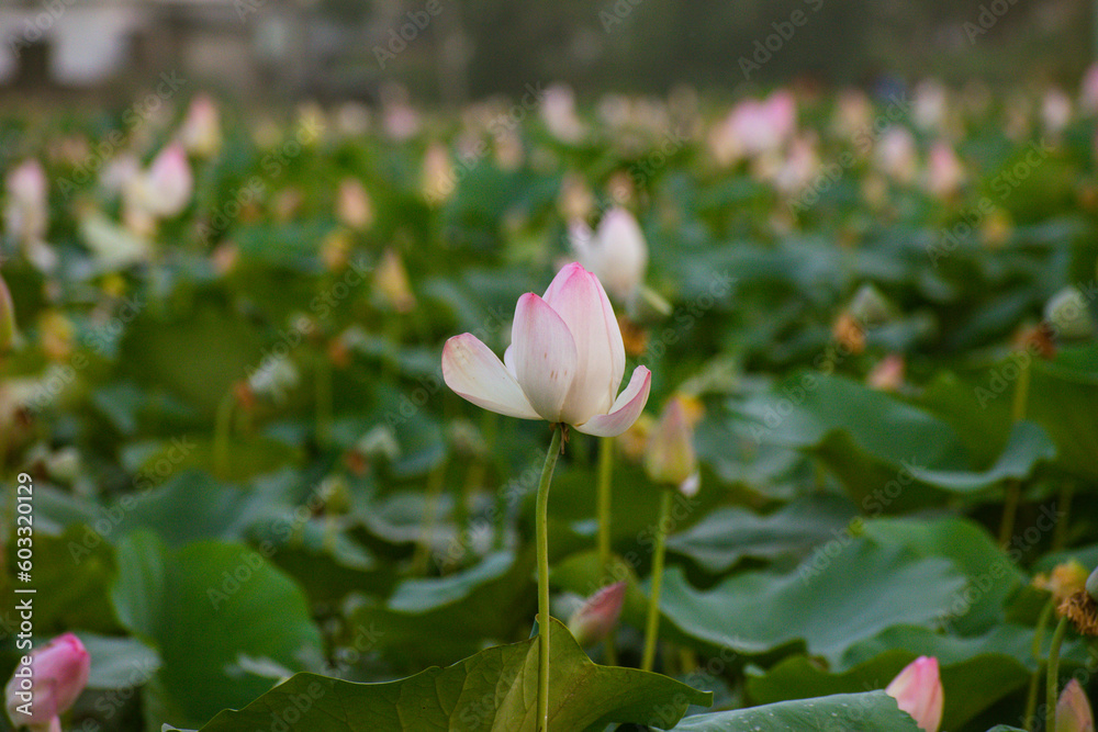 Lotus Flower farming plants in India, Nelumbo Nucifera, also known as sacred lotus, Laxmi lotus, Indian lotus,