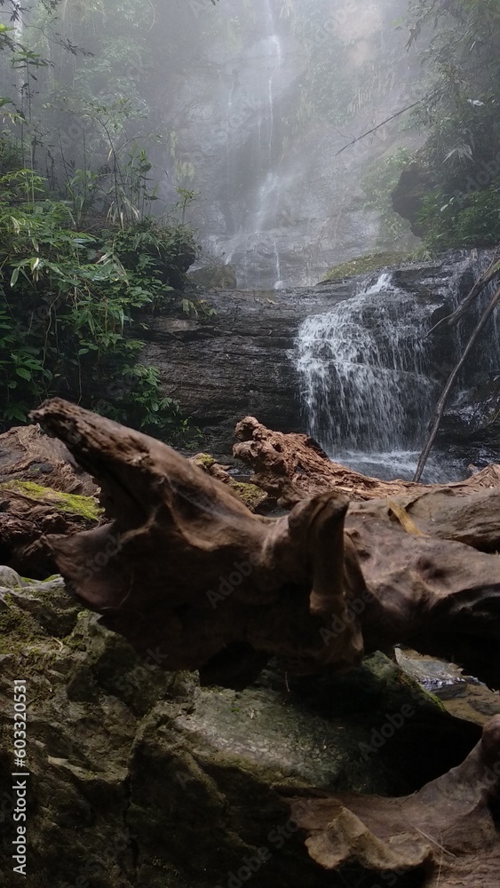 Fototapeta premium waterfall in the forest