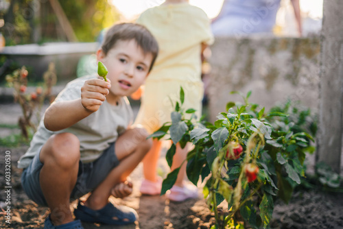 Little caucasian boy picking fresh vegetables together with his family, smiling while showing to camera fresh picked papper in an organic garden. Self