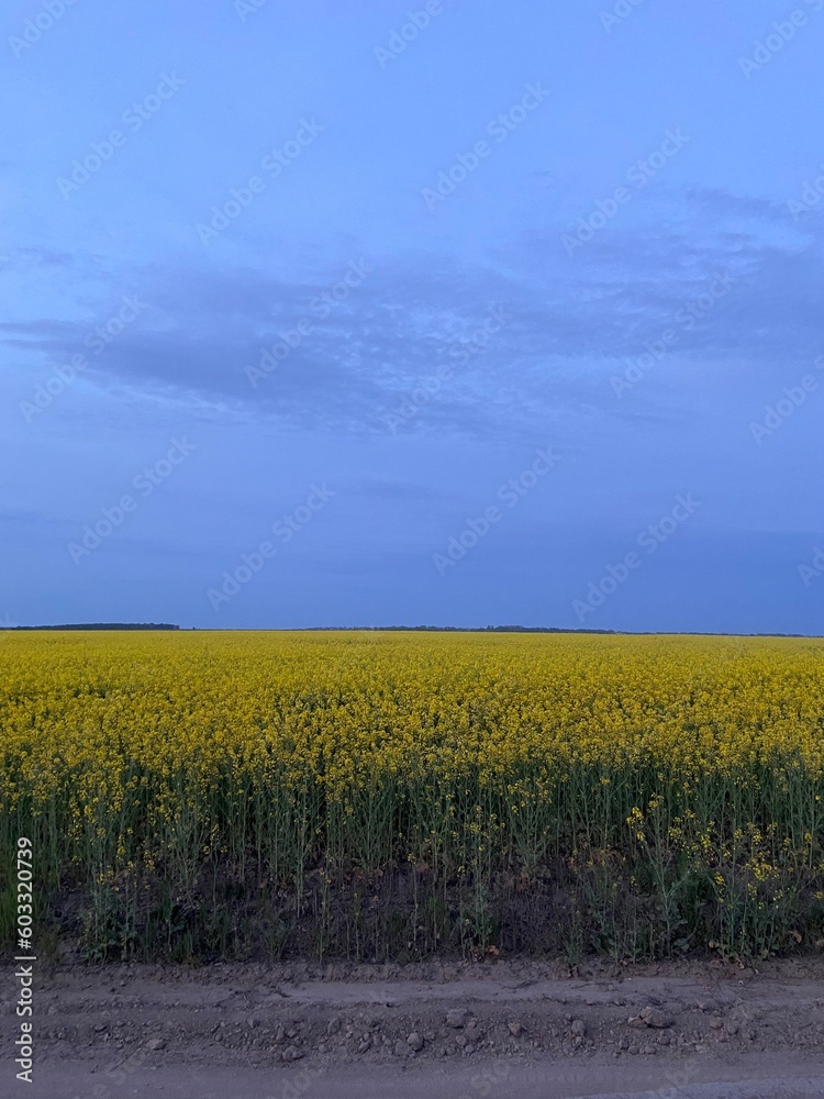 rapeseed field Ukraine