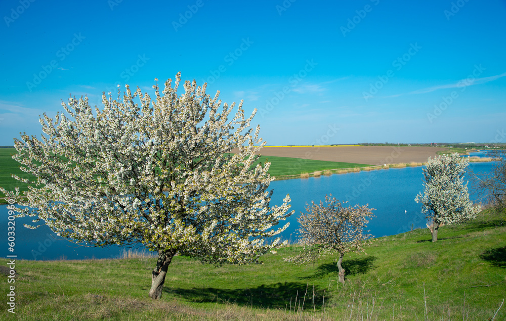 Naklejka premium White flowering trees on a meadow