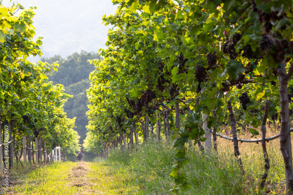 Fototapeta premium Grape harvest, Vineyards at sunset in autumn harvest ripe grapes in fall, Vineyard with ripe grapes in countryside at sunset, Nature background with Vineyard in autumn harvest. Ripe grapes in fall.