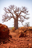 Un baobab sur le trajet de la construction d'une voie ferrée au Sénégal en Afrique de l'Ouest