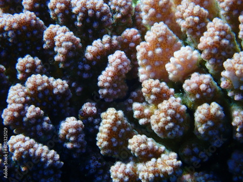 Stony coral rasp coral, or cauliflower coral, knob-horned coral (Pocillopora verrucosa) close-up undersea, Red Sea, Egypt, Sharm El Sheikh, Nabq Bay
