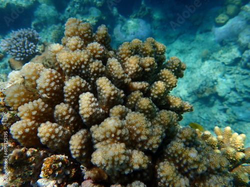 Stony coral rasp coral, or cauliflower coral, knob-horned coral (Pocillopora verrucosa) close-up undersea, Red Sea, Egypt, Sharm El Sheikh, Nabq Bay 