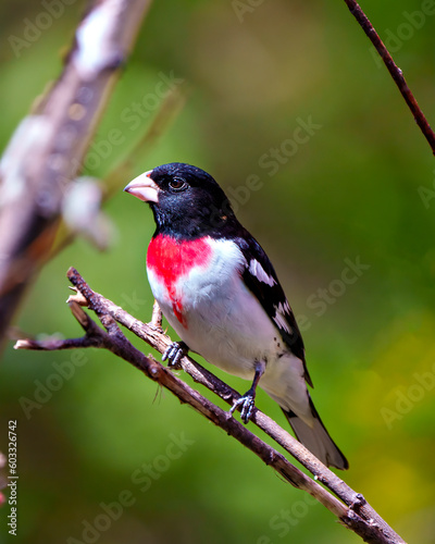 Rose-breasted Grosbeak Image and Photo.  Male close-up view perched on a branch with green background in its environment. Cardinal Family.