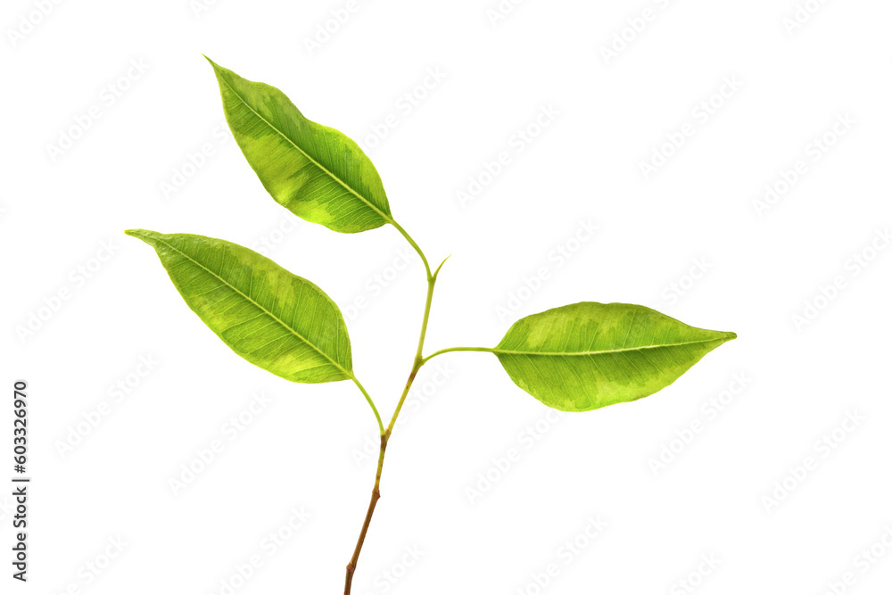 Green leaves. Green young leaves on a branch isolated on a white Green leaves. Green young leaves on a branch isolated on a white