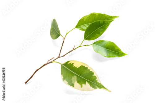 Green leaves. Green leaves on a branch on a white