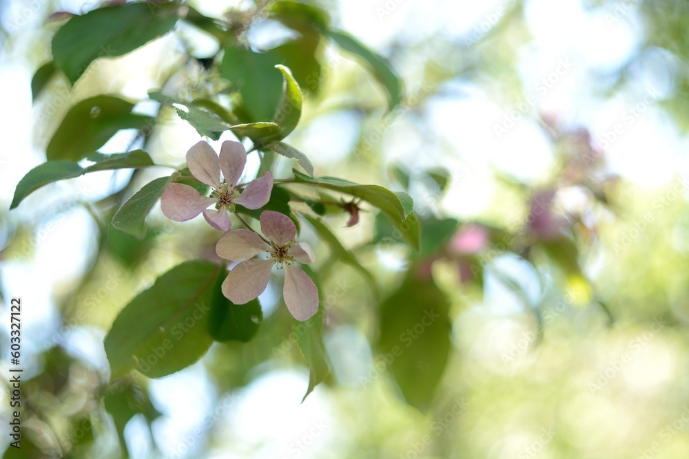 Spring flowering fruit trees, Apple trees