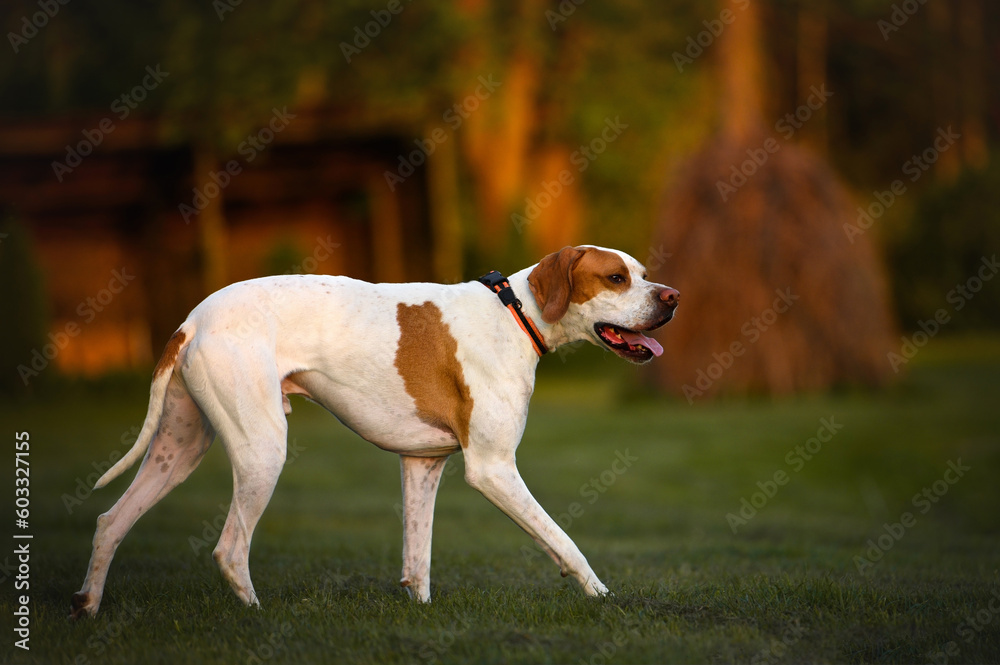 beautiful english pointer dog walking in the park at sunset