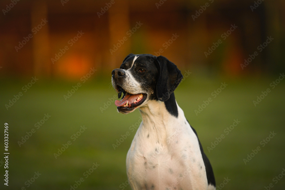happy pointer dog portrait in the evening light outdoors