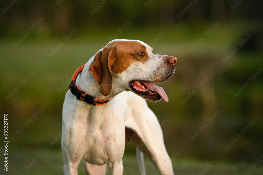 red and white english pointer in a collar, posing outdoors in the evening light
