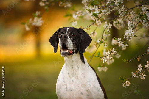 english pointer dog portrait by a blooming tree at sunet