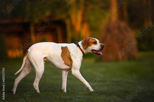 beautiful english pointer dog walking in the park at sunset