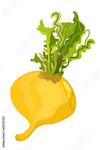 Turnip. Vector illustration isolated on white background.