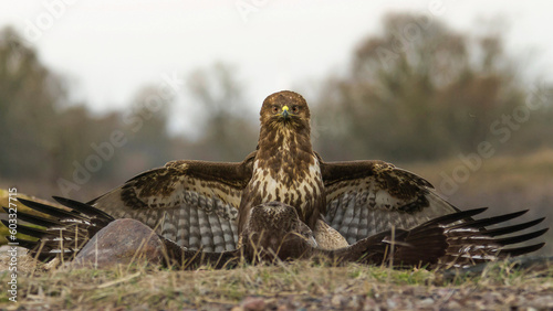 Two Common Buzzards Fighting Each Other on a Clearing, Wings Spread – Photograph