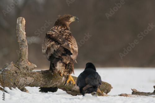 White-Tailed Eagle (Haliaeetus Albicilla) Standing on a Branch With a Raven Beside It, Winter Scenery – Photograph