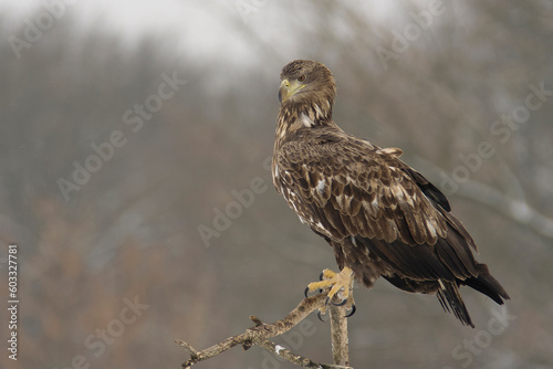 White-Tailed Eagle (Haliaeetus Albicilla) Standing on a Branch – Photograph
