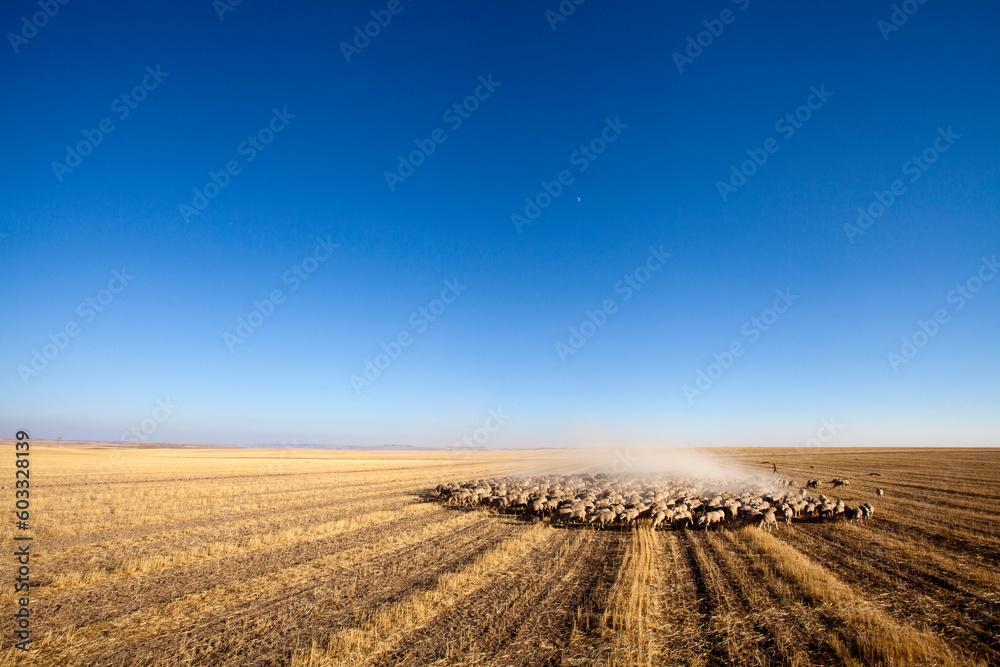 a flock of sheep grazing on the plateau