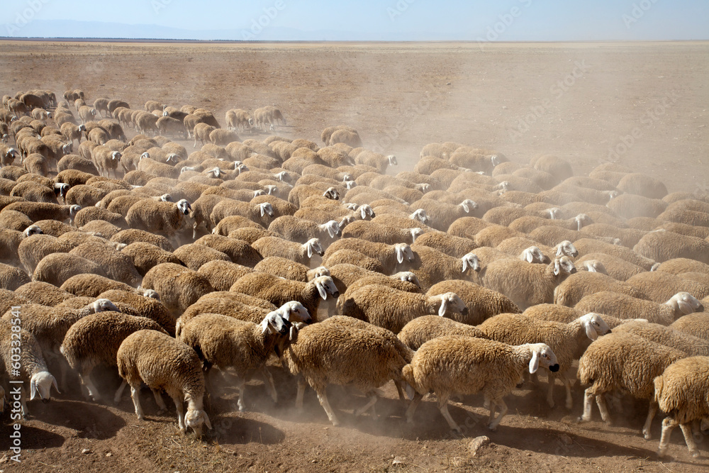 a flock of sheep grazing on the plateau a flock of sheep grazing on the plateau