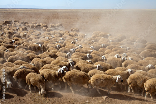 a flock of sheep grazing on the plateau